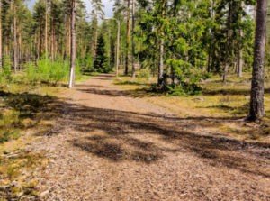 Sinkkupyöräily metsätie